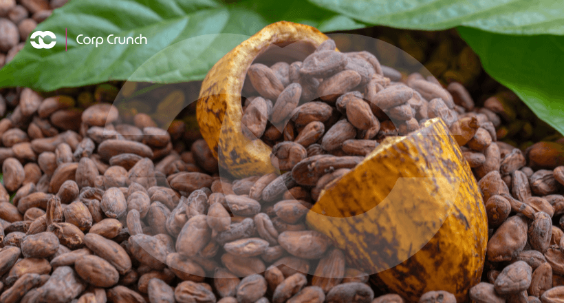 Cocoa Crasher: Prices Plummet After Reaching All-Time Highs 